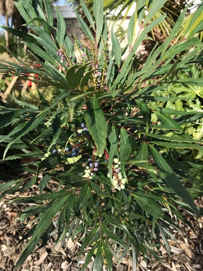 Mahonia fortunei fruit