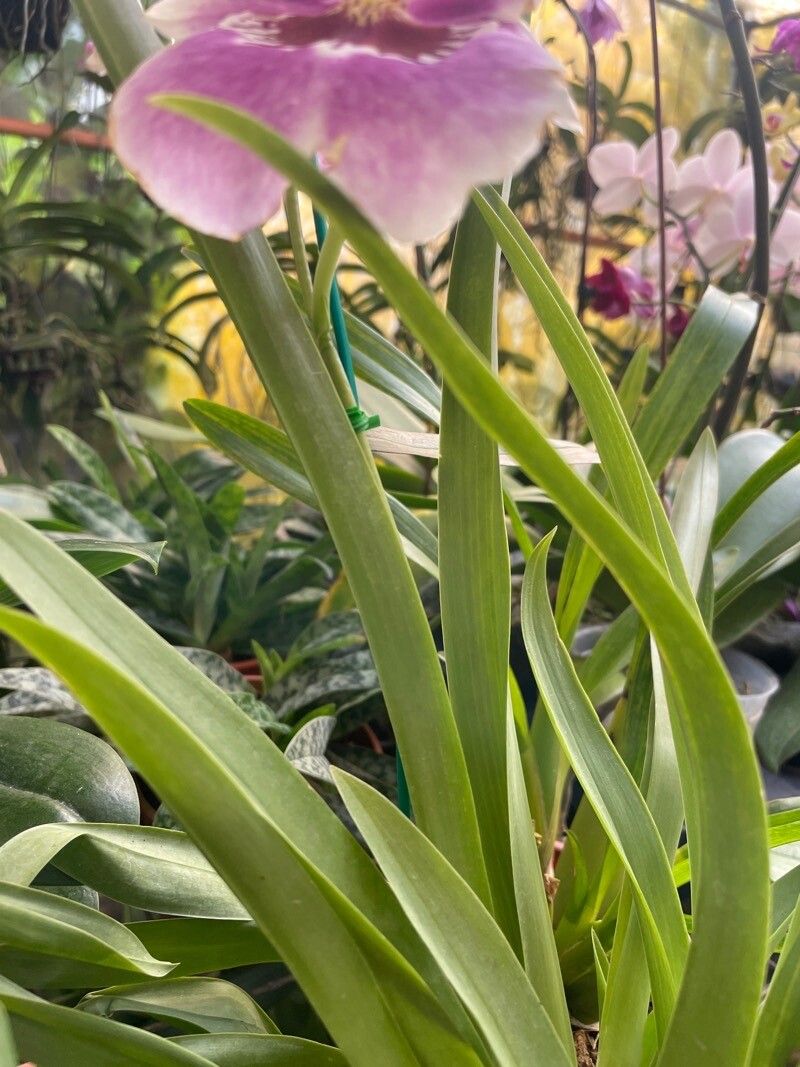 Miltoniopsis phalaenopsis — houseplant care guide