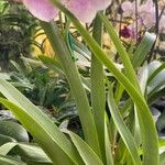 Miltoniopsis phalaenopsis