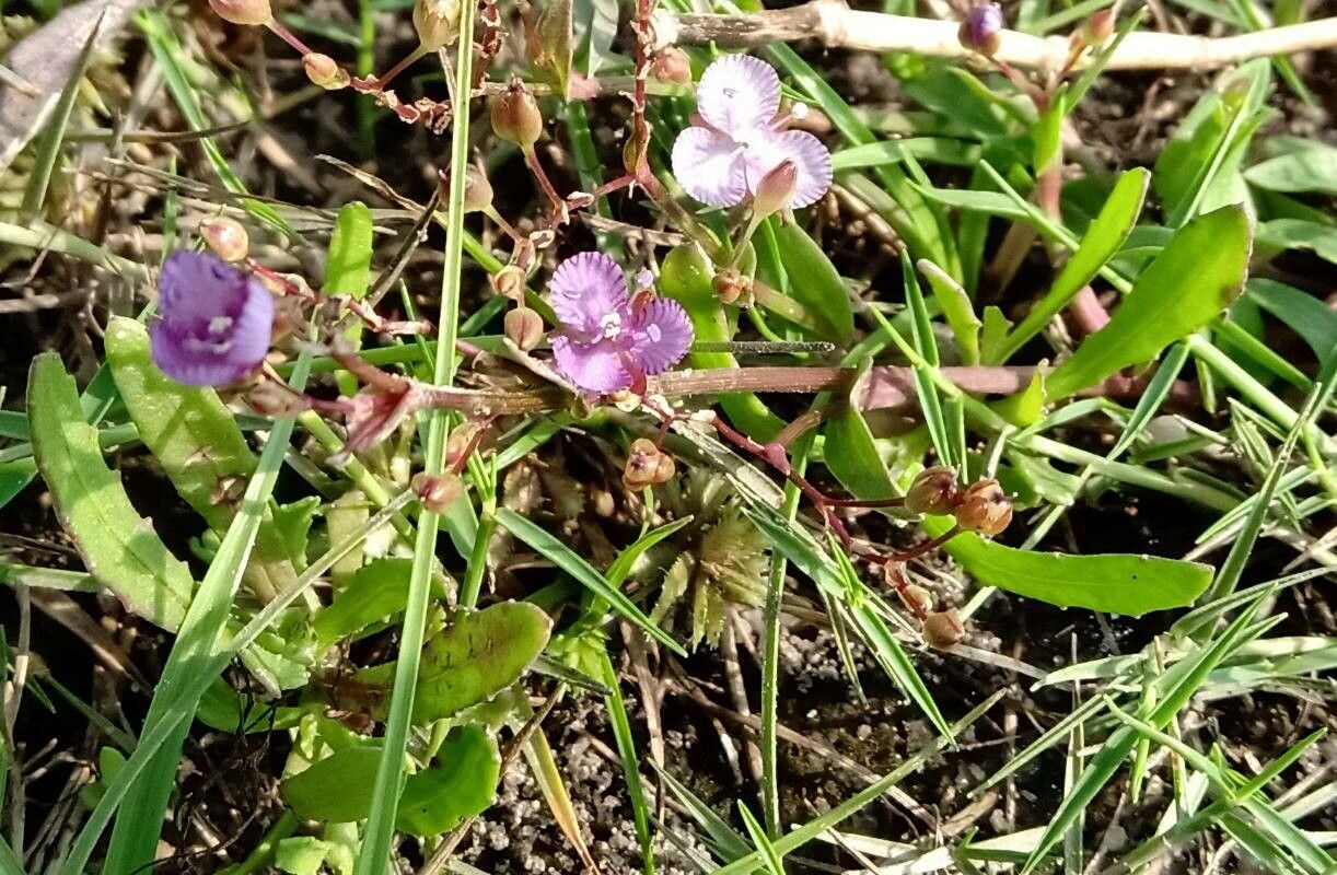 Murdannia striatipetala — houseplant care guide