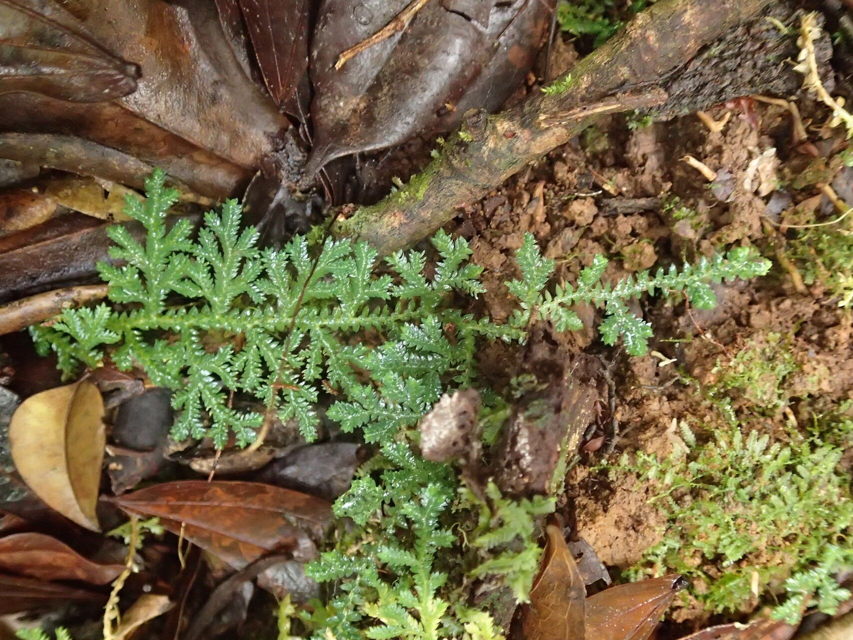 Selaginella cathedrifolia leaf