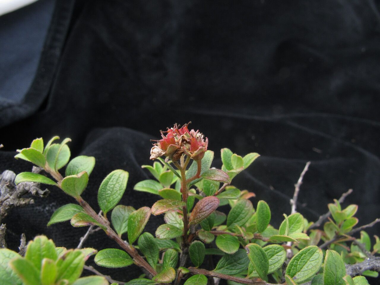 Spiraea arcuata habit
