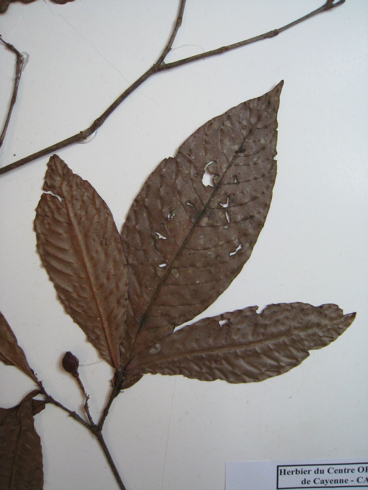 Quiina guianensis other