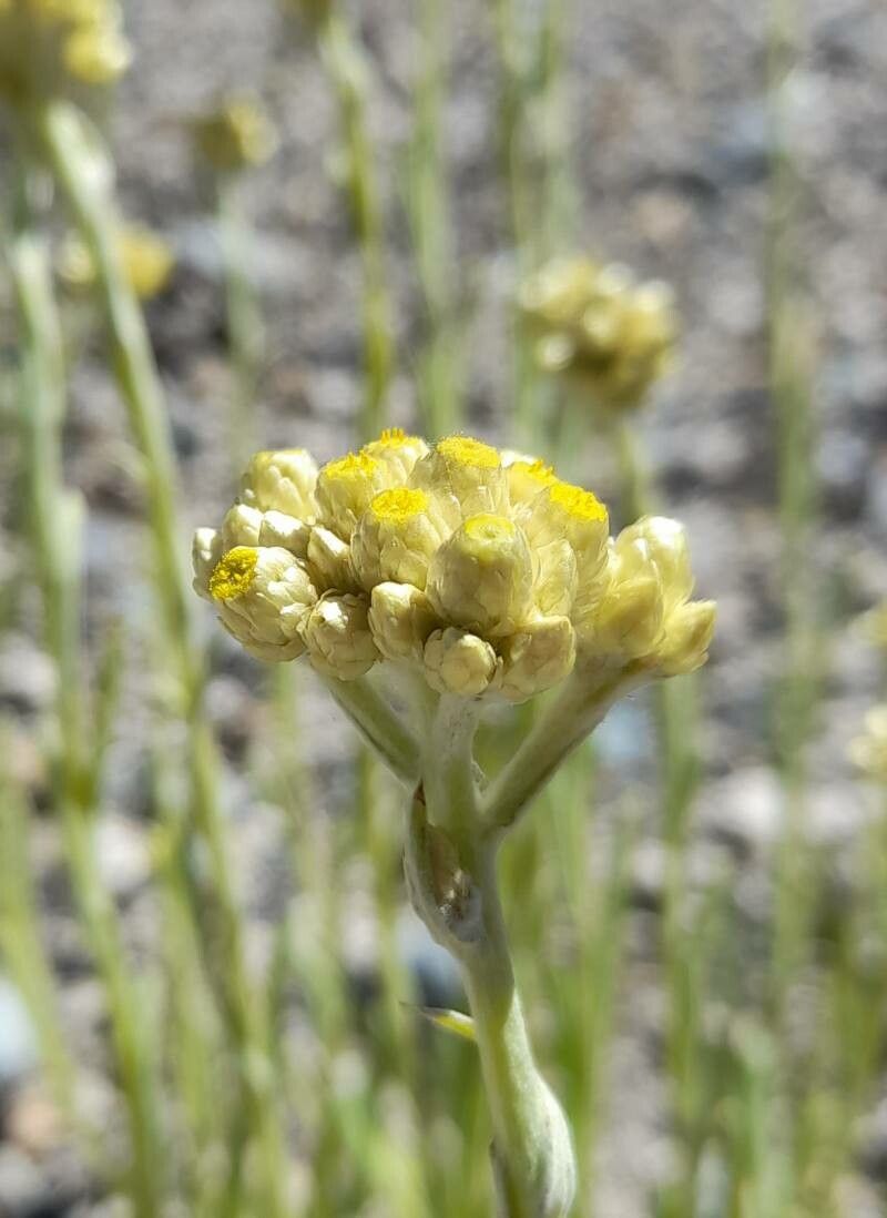 Pseudognaphalium vira-vira flower