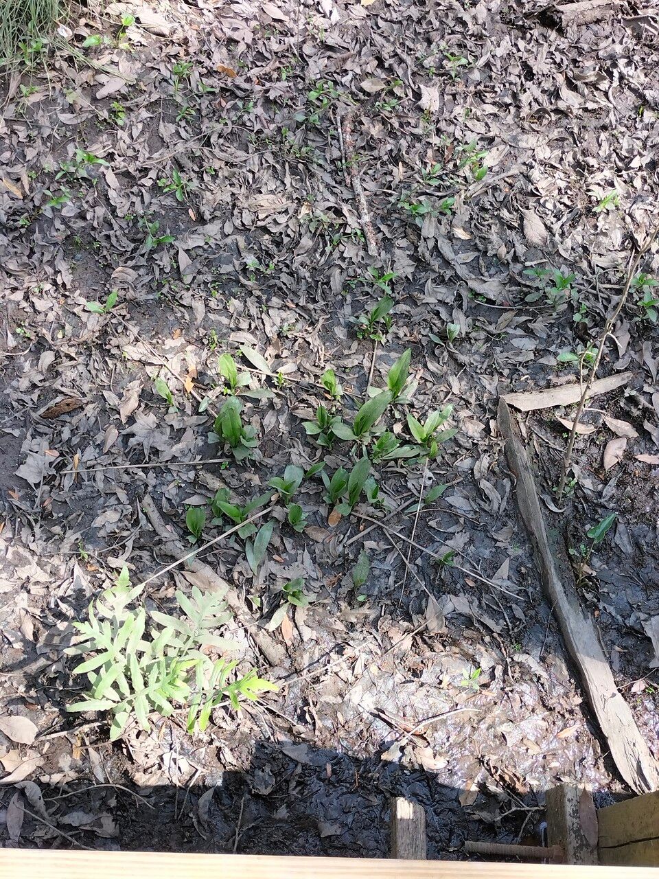 Dodecatheon meadia habit