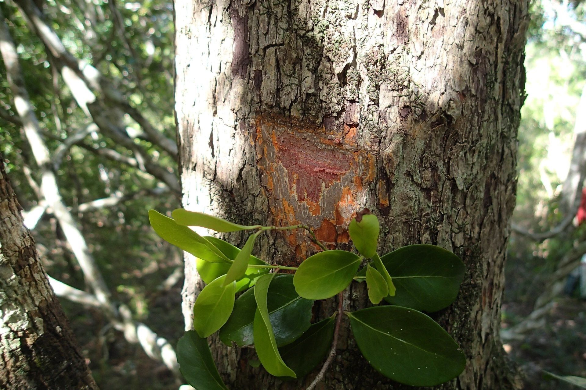 Pleurostylia opposita bark