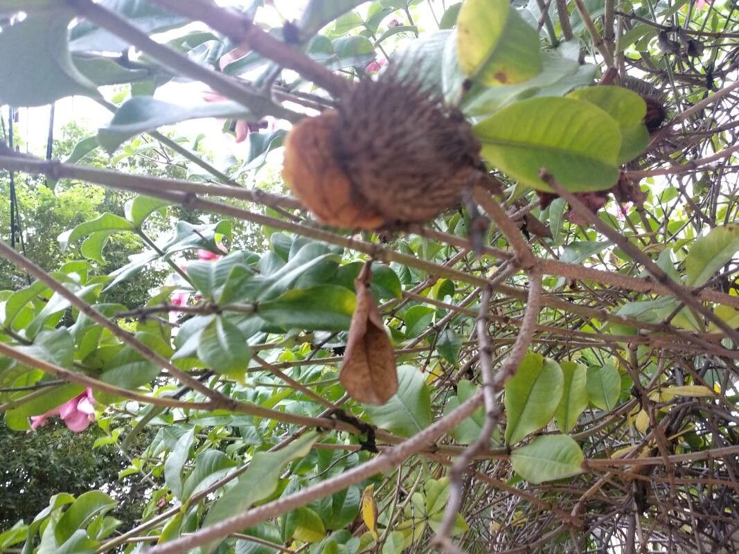 Allamanda blanchetii fruit