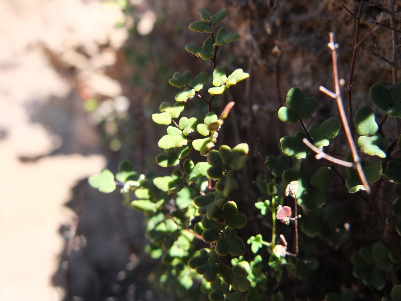 Argyrochosma nivea leaf