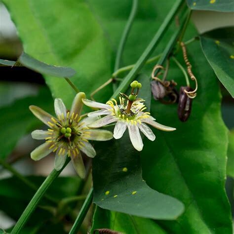 Passiflora tenuiloba flower