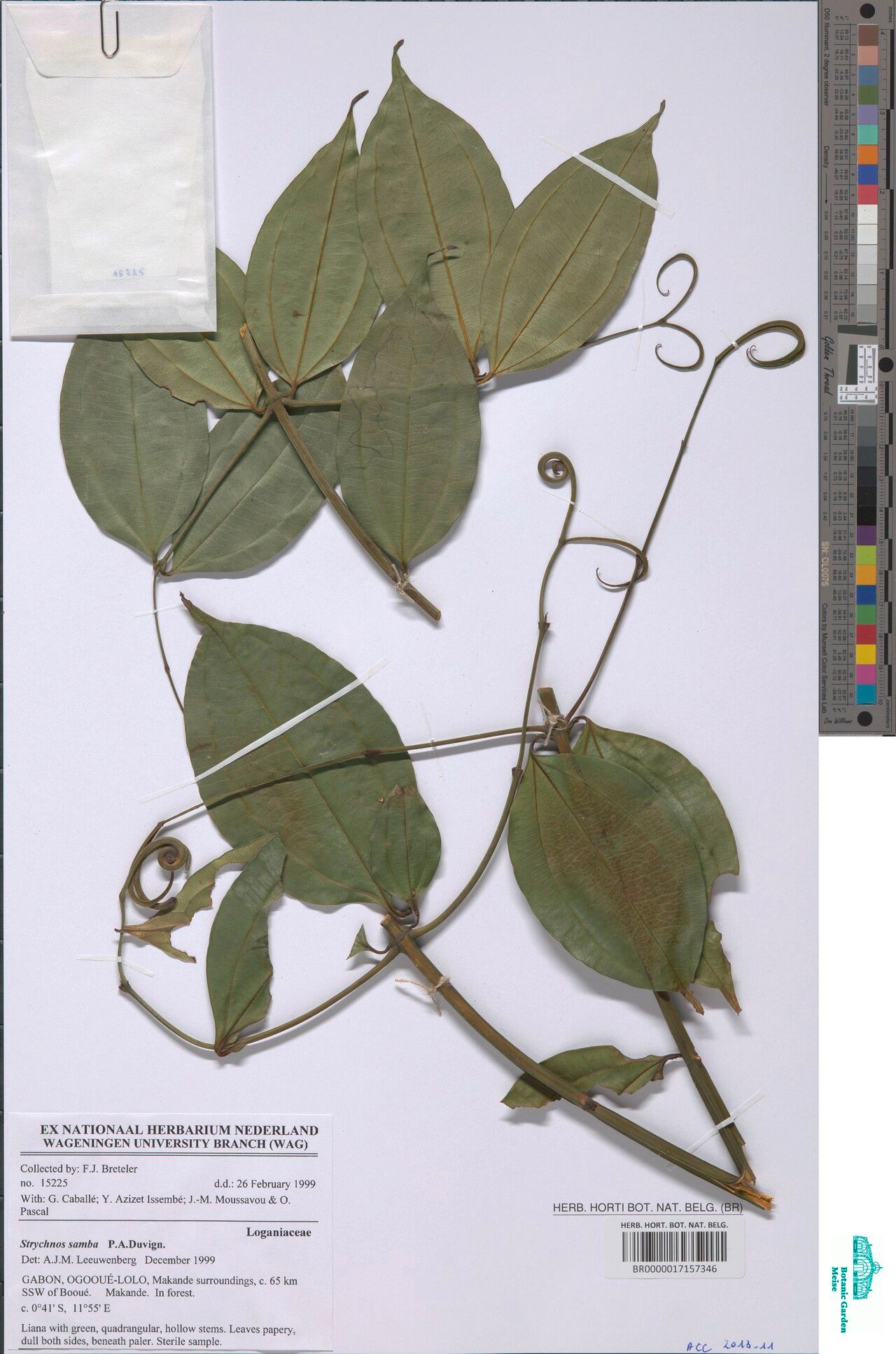 Strychnos samba — houseplant care guide