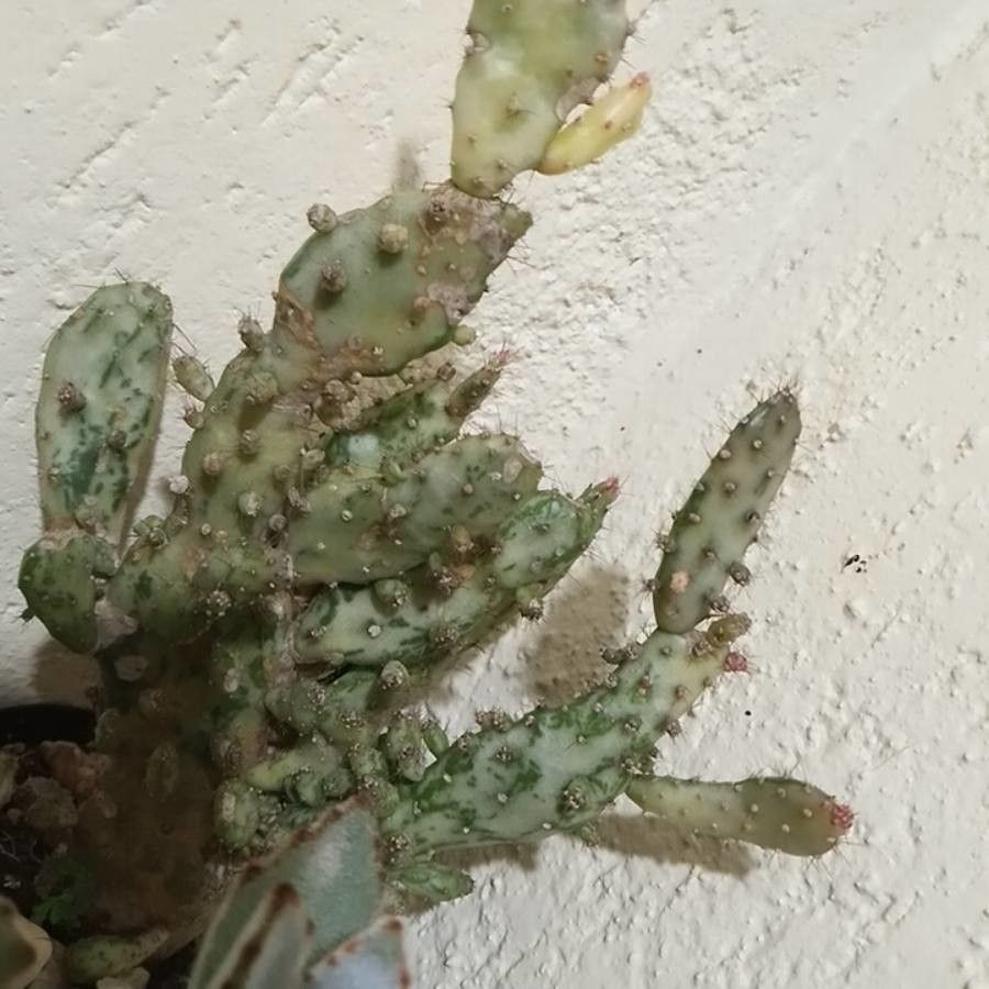 Opuntia triacantha leaf