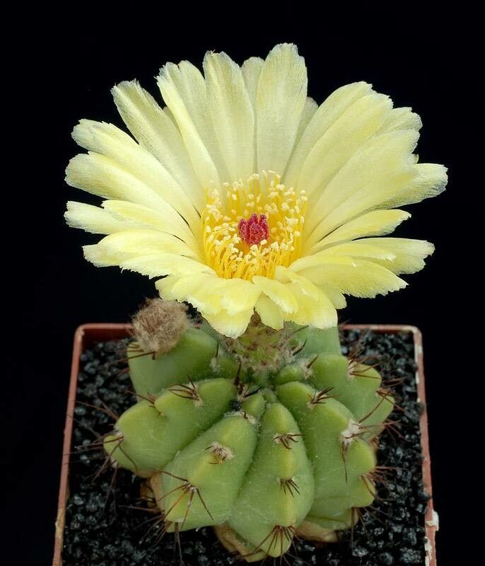 Parodia oxycostata — search result for 'Parodia'
