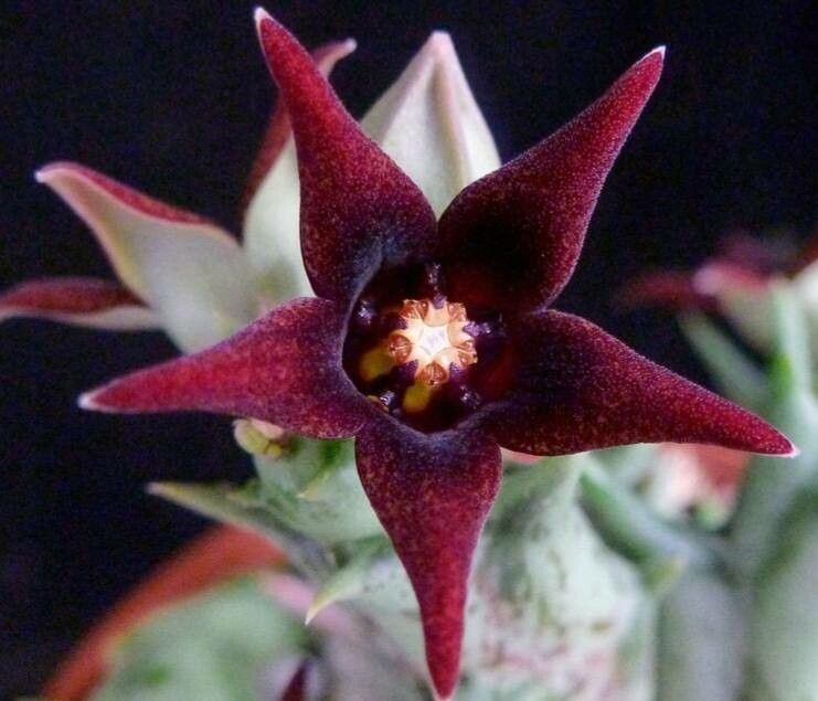 Orbea semitubiflora — search result for 'Orbea'