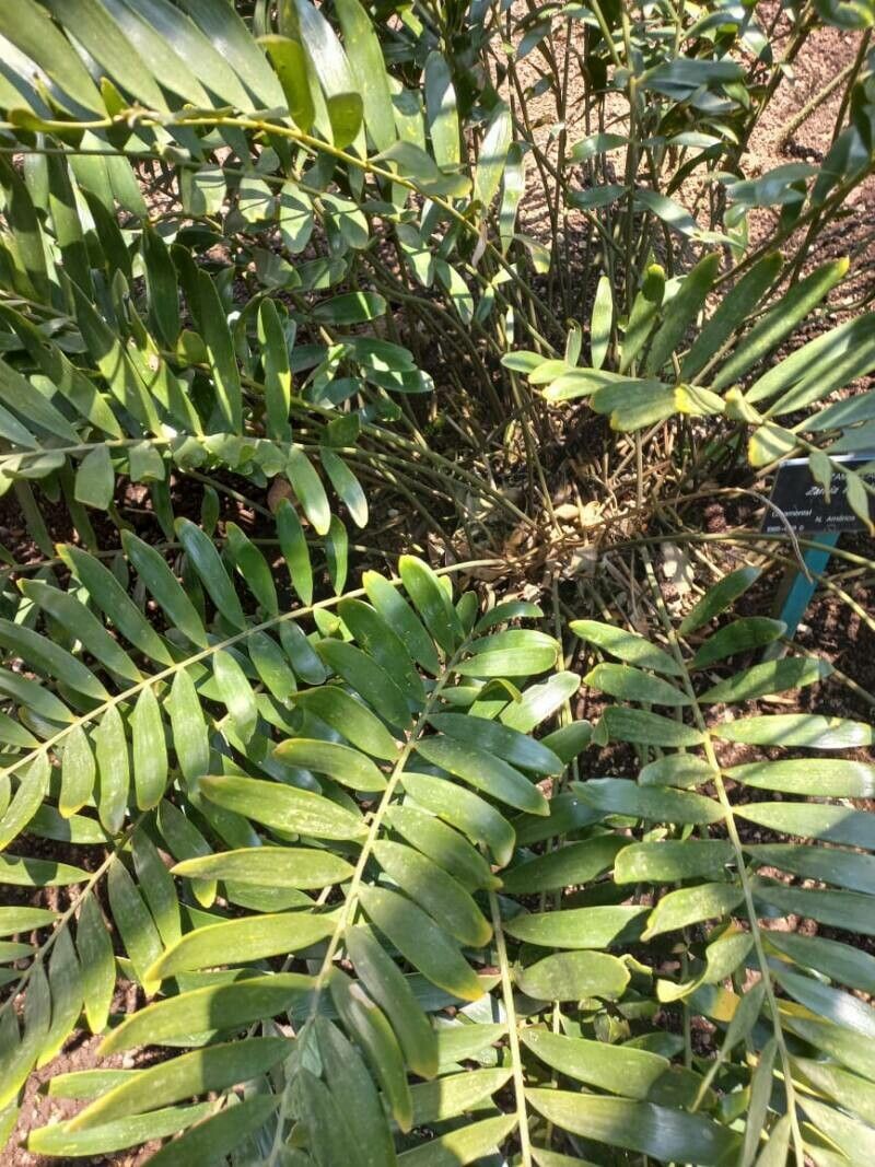 Zamia floridana leaf