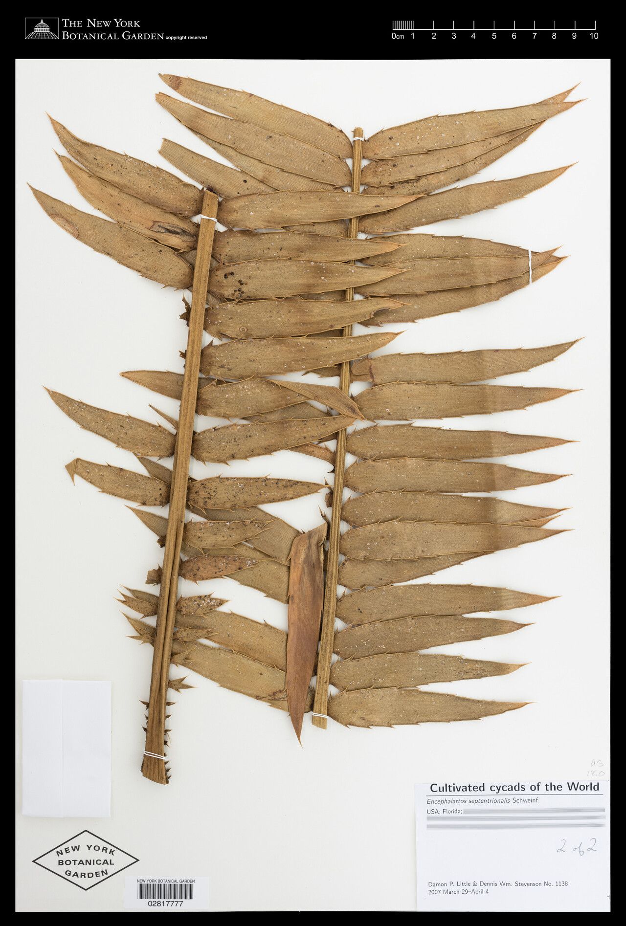 Encephalartos septentrionalis — search result for 'Encephalartos'