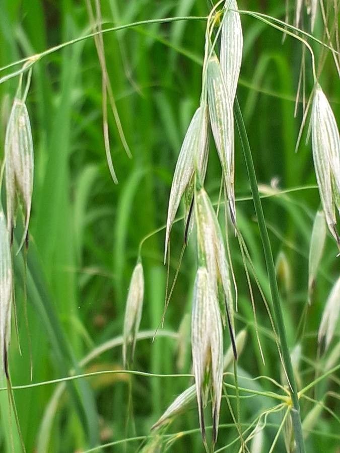 Avena fatua flower
