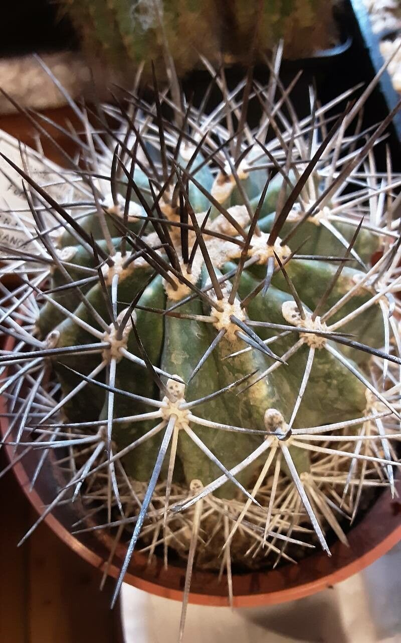 Ferocactus lindsayi — houseplant care guide