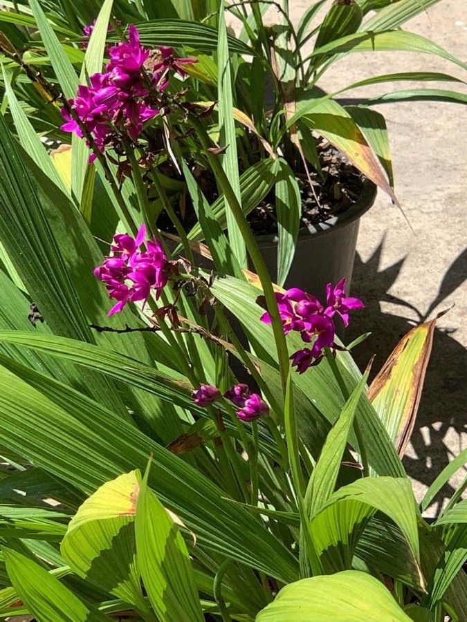 Spathoglottis plicata leaf