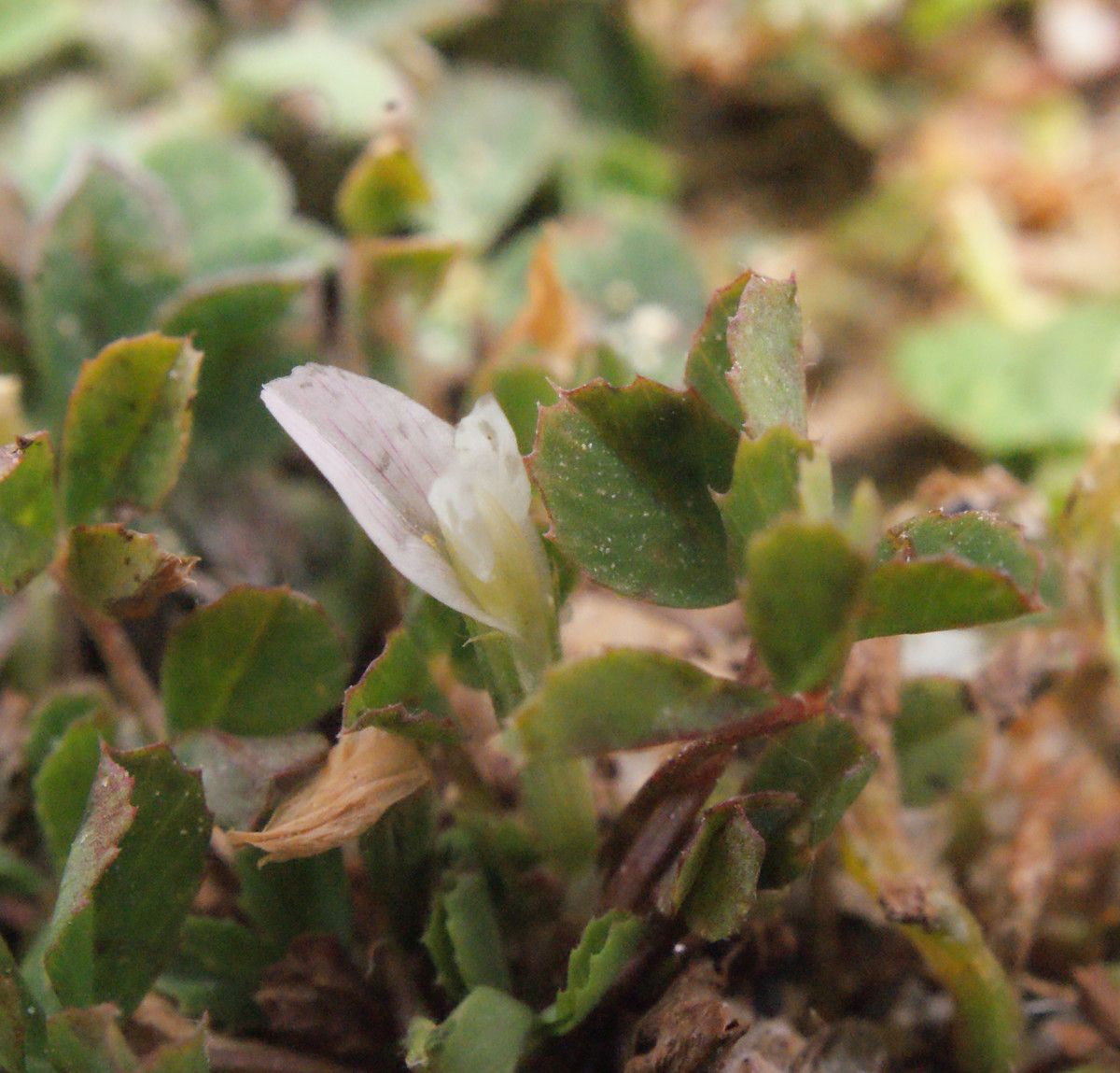 Trifolium ornithopodioides — search result for 'Trifolium'