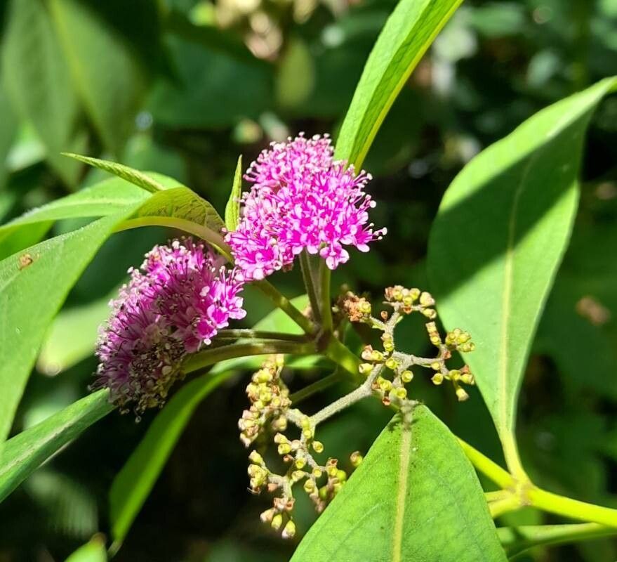 Callicarpa dolichophylla flower