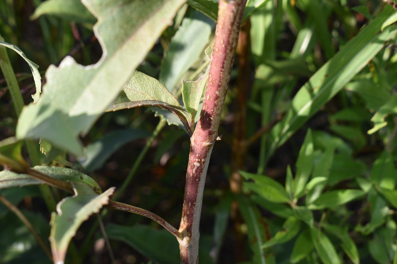 Chromolaena ivifolia bark