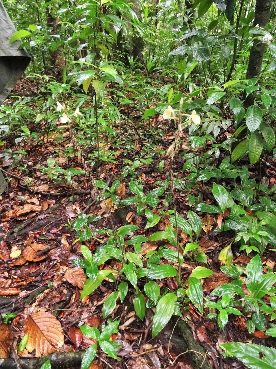 Ponthieva petiolata habit