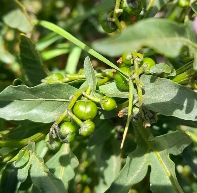 Solanum endoadenium fruit