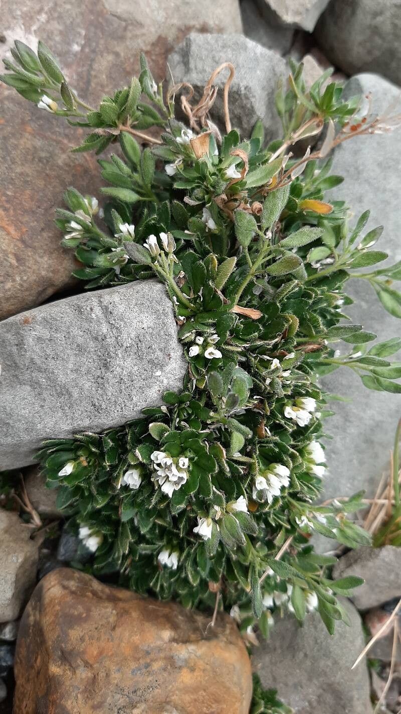 Draba fladnizensis — search result for 'Widespread throughout Europe'