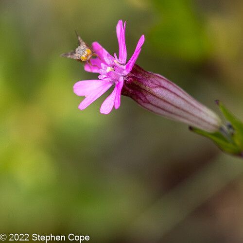 Silene rubella flower