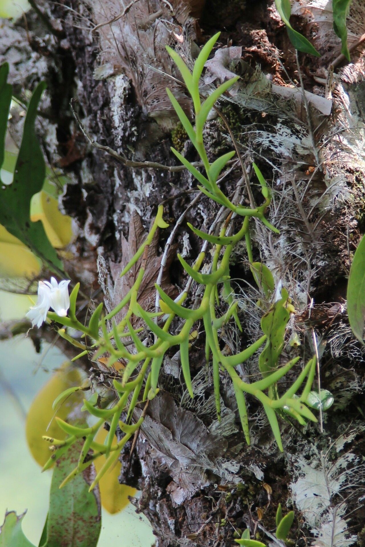 Dendrobium sphenochilum habit