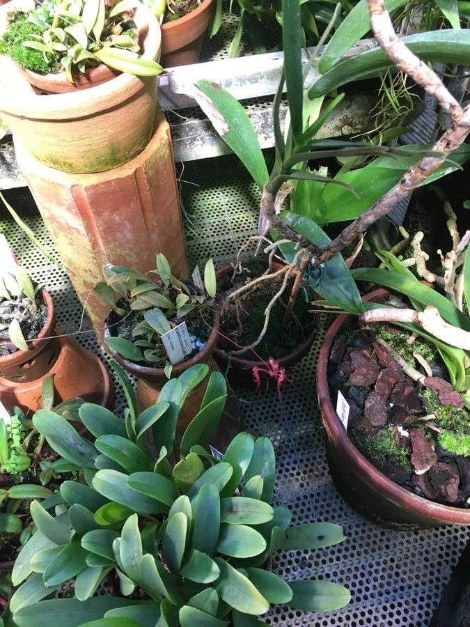 Bulbophyllum gracillimum habit