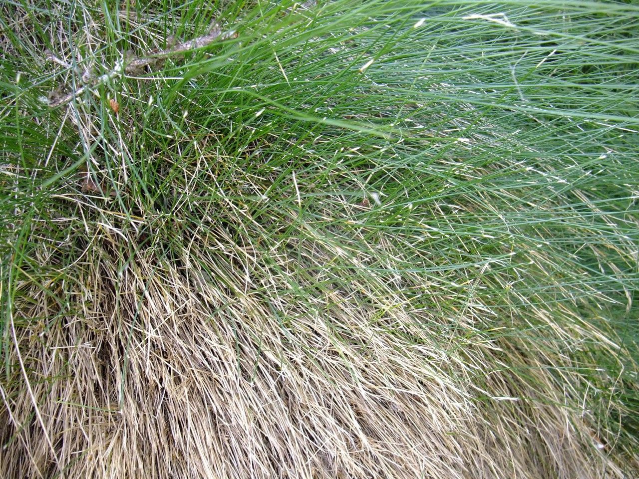 Festuca varia habit