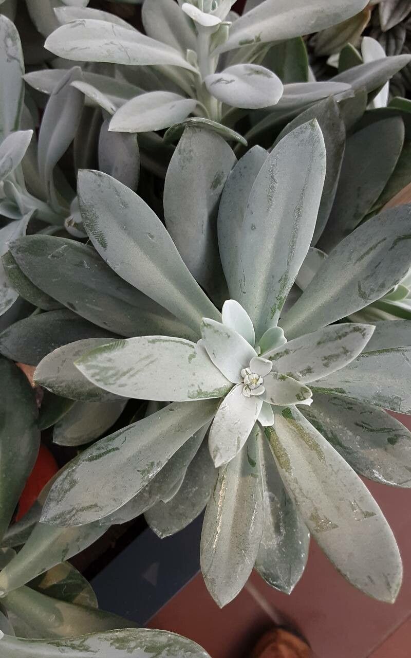 Pseudognaphalium sandwicensium leaf