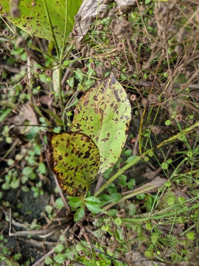 Alisma triviale leaf