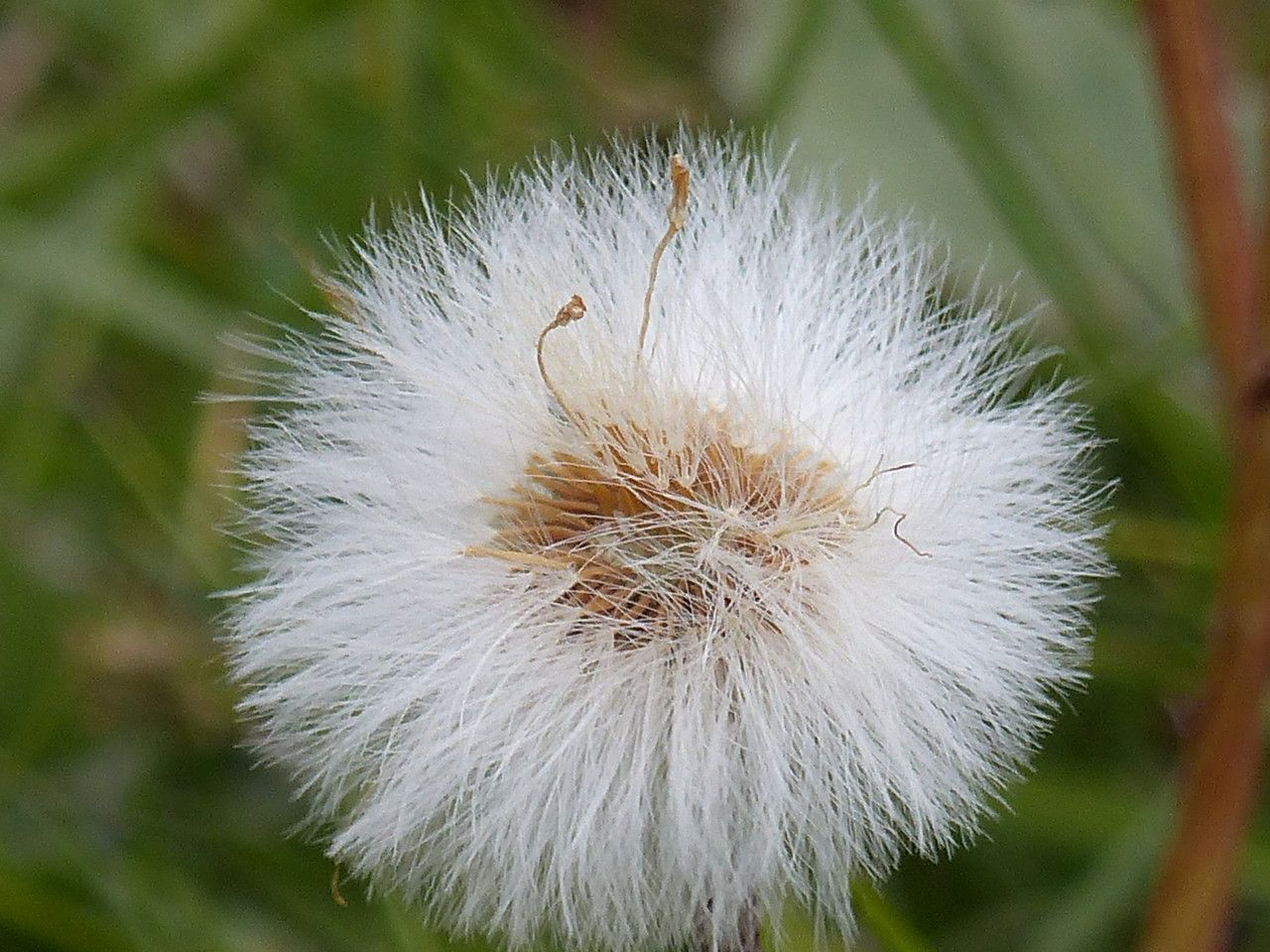 Homogyne alpina fruit