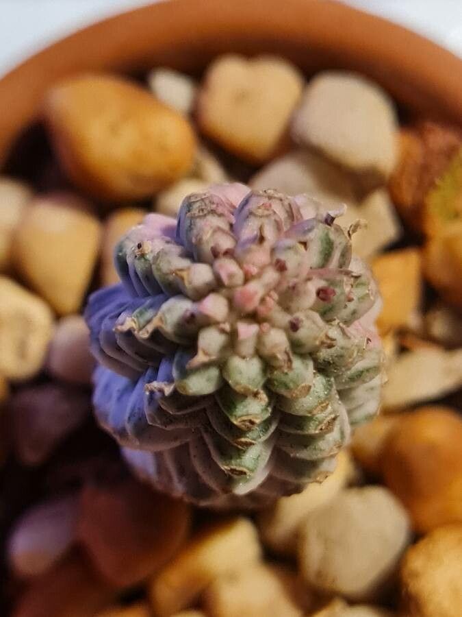 Euphorbia mammillaris flower