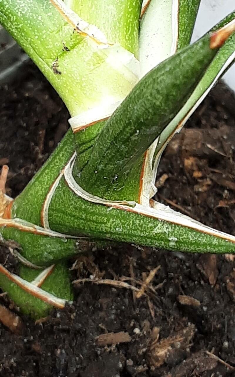 Dracaena serpenta leaf