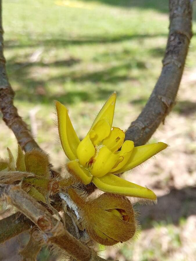 Apeiba tibourbou flower