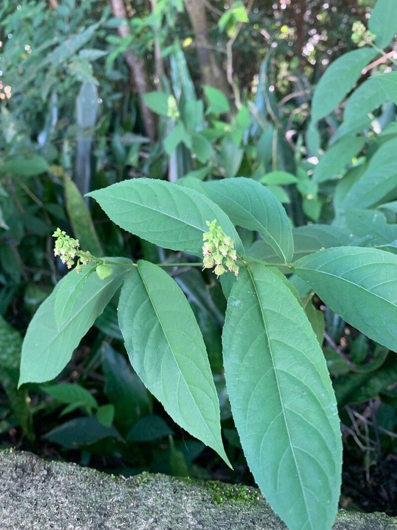 Pombalia atropurpurea — related species from the same genus