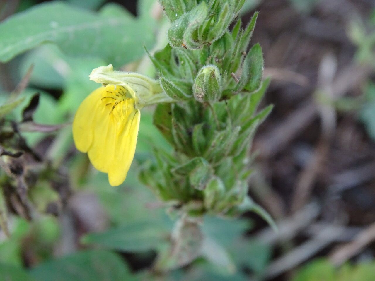 Justicia flava flower