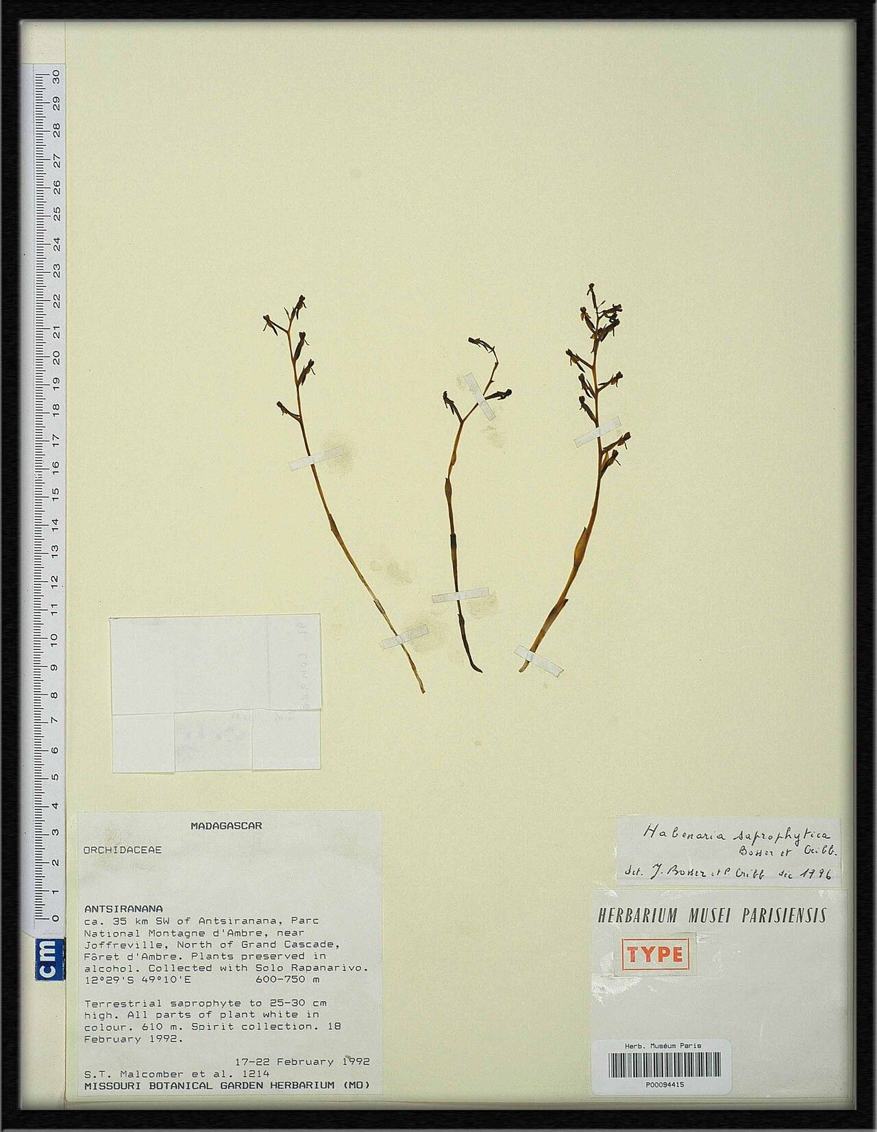 Habenaria saprophytica — houseplant care guide