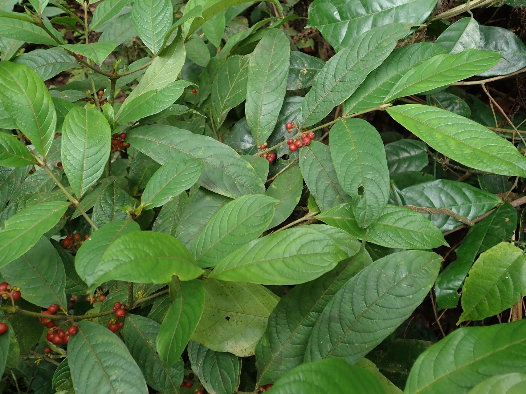 Pauridiantha multiflora habit