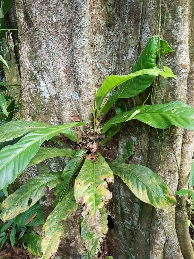 Anthurium fatoense — houseplant care guide