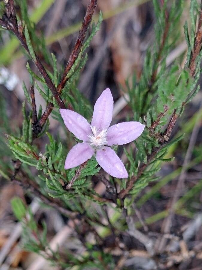 Philotheca reichenbachii habit