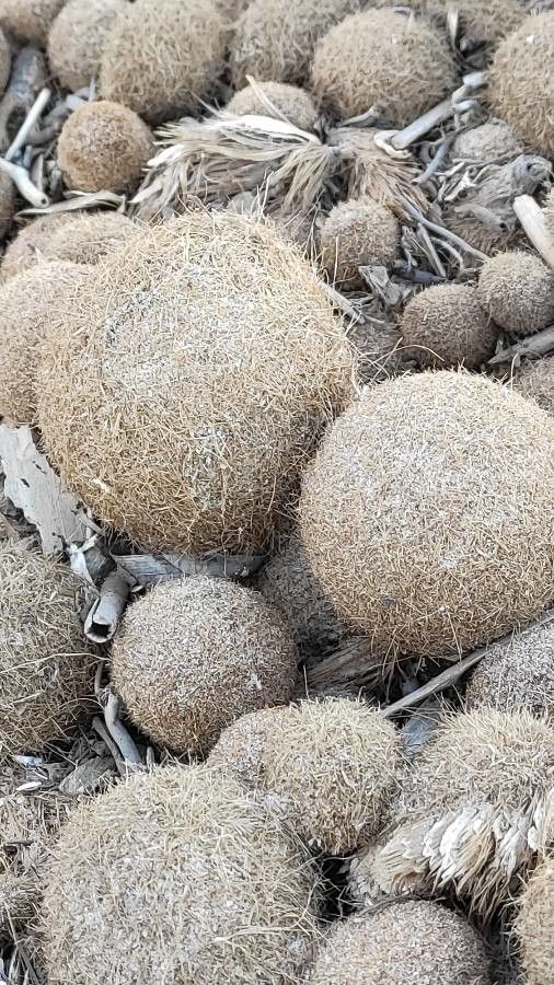 Posidonia oceanica bark