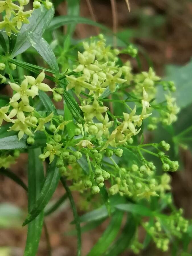 Rubia agostinhoi flower