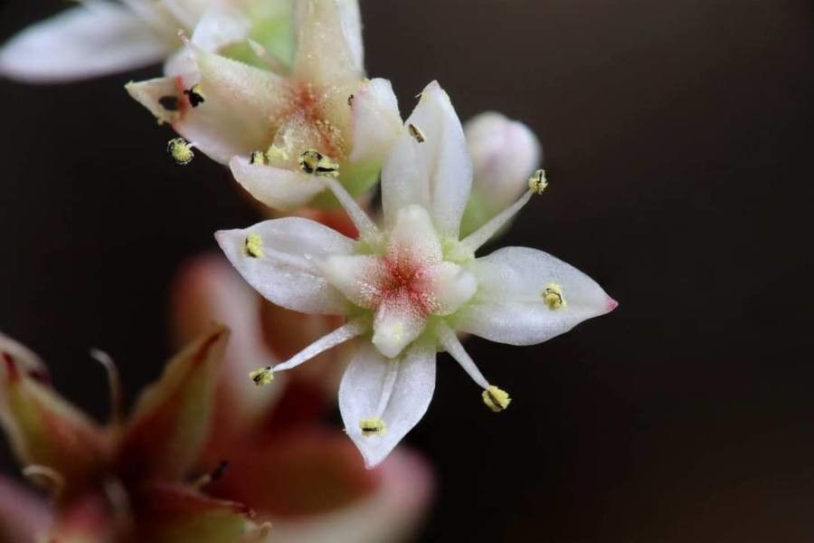 Sedum stefco — houseplant care guide