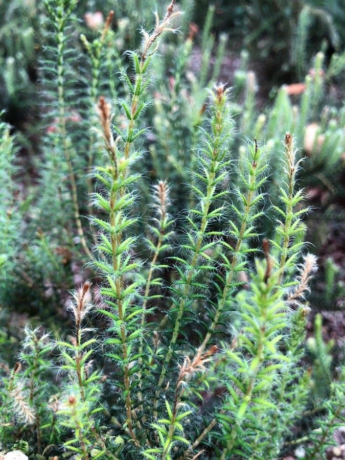 Erica verticillata — search result for 'Erica'