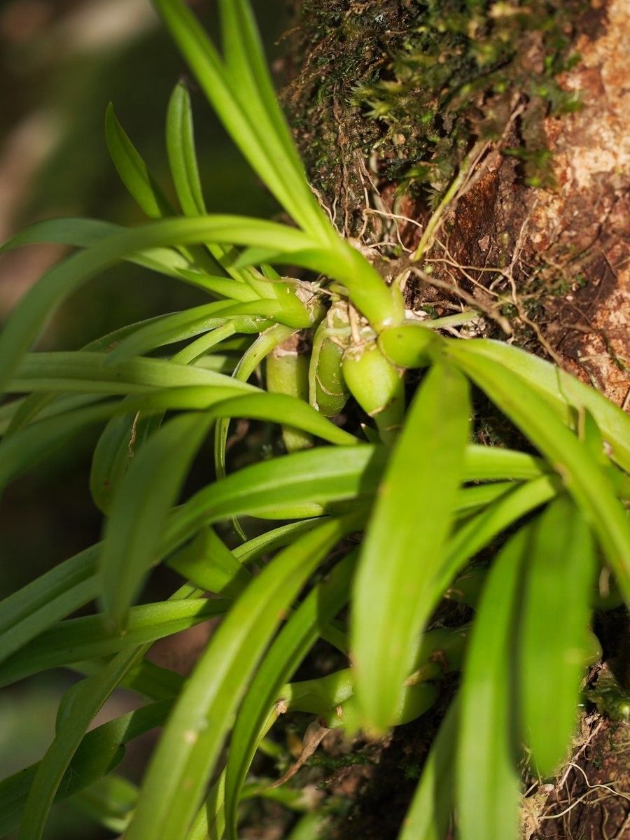 Liparis phalacrocorax fruit