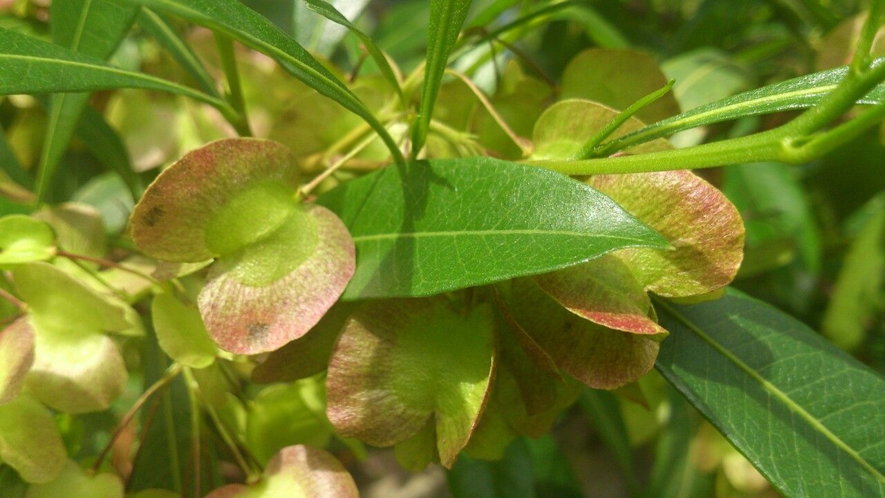 Dodonaea viscosa fruit